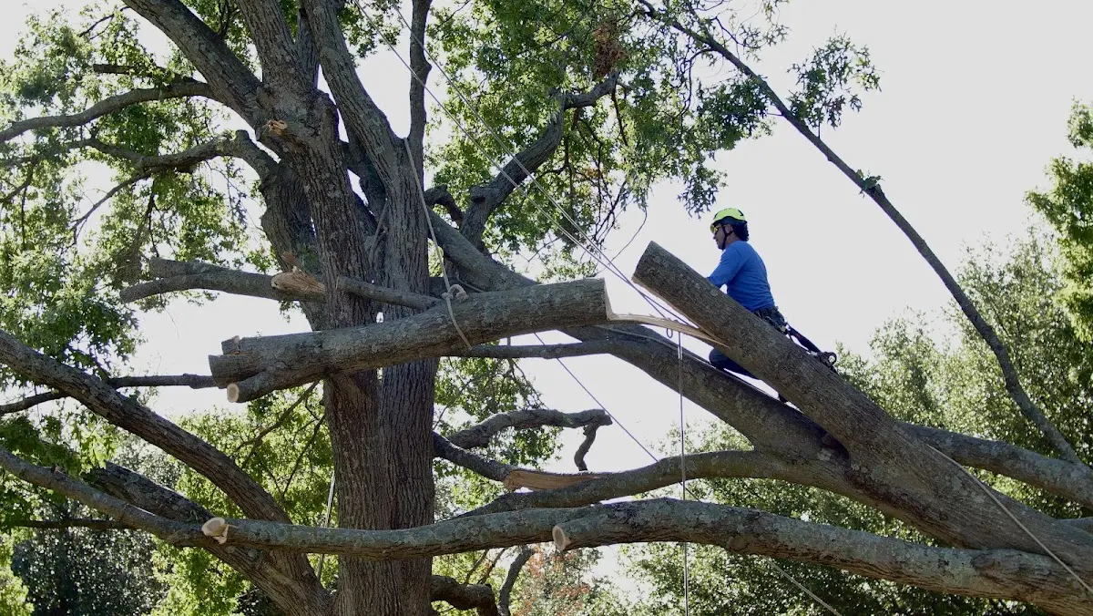Professional Crown Thinning performed by certified arborists in Mount Carmel