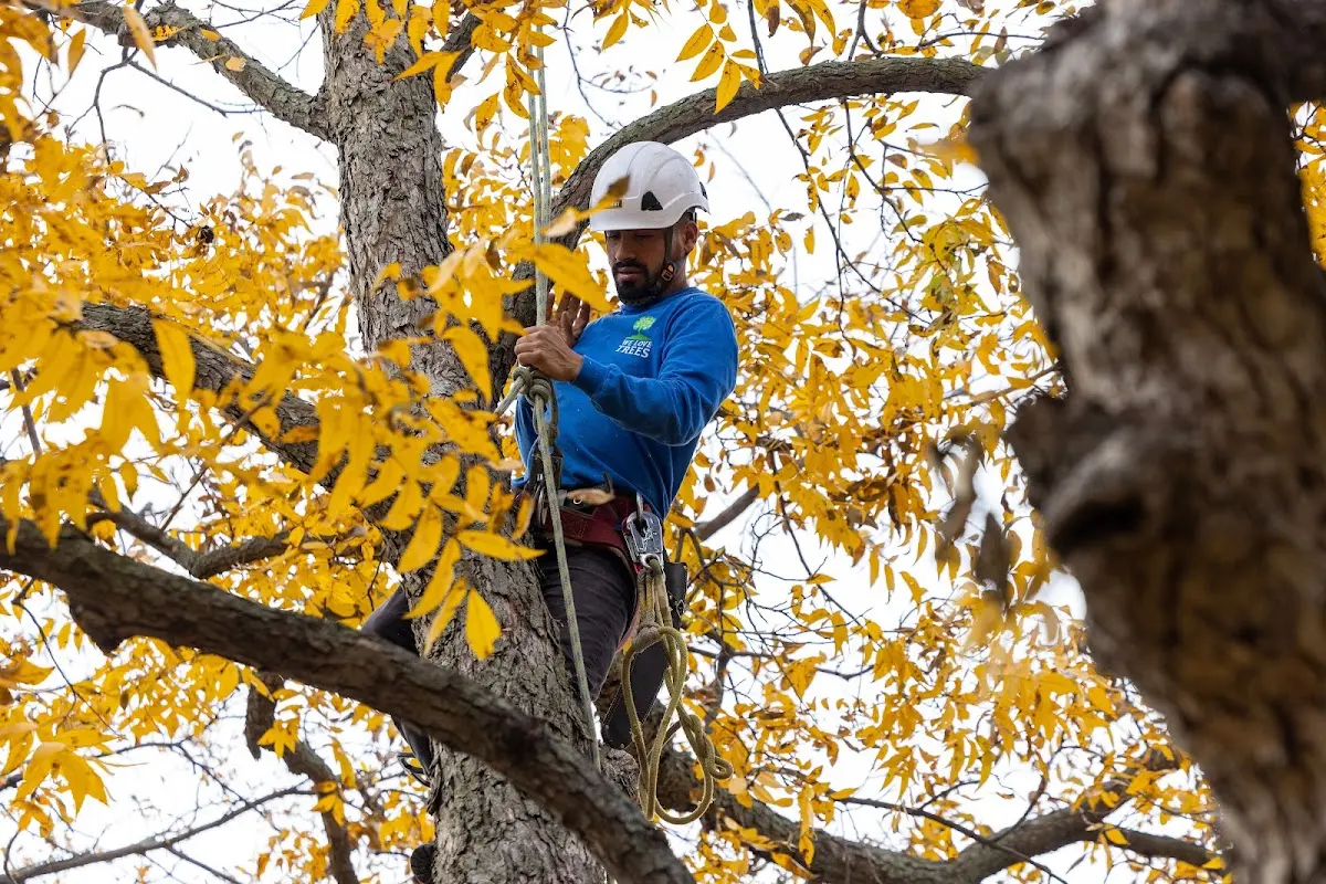 Skilled Tree Transplanting crew working in Mount Carmel